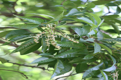 Vitex altissima